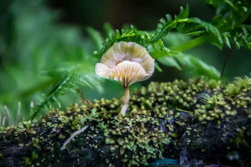 Zoom in on Blossoms and Bugs – Getting Started in Close-Up Photography